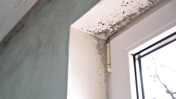 Best Forensic Mold Investigation  in Houston, MO