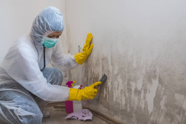 Best Real Estate Mold Inspection  in Houston, MO