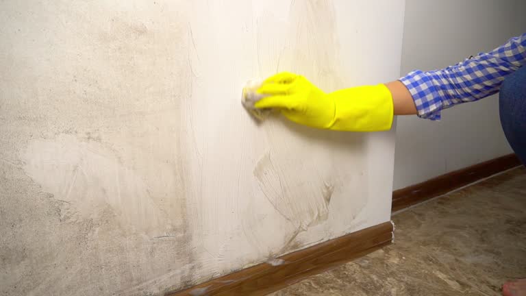 Best Black Mold Removal  in Houston, MO