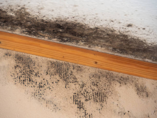 Best Emergency Mold Remediation  in Houston, MO