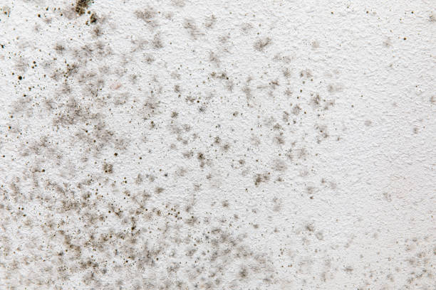 Best Environmental Consulting for Mold Prevention  in Houston, MO