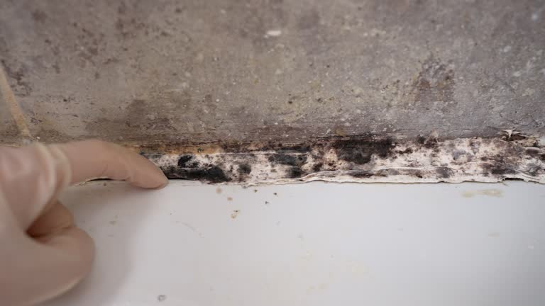 Best Post-Remediation Verification Testing  in Houston, MO